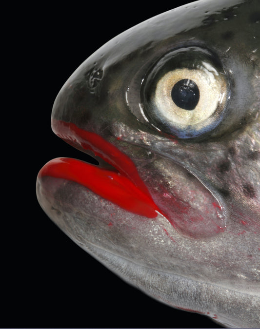 Lipstick Fish    |   Markus Brenner